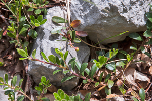 0232-Berendruif-Arctostaphylos-uva-ursi-subalpine-scrub-stony-slo