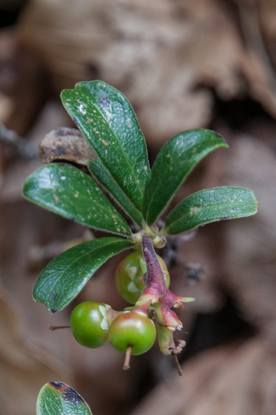 0235-Berendruif-Arctostaphylos-uva-ursi-subalpine-scrub-stony-slo