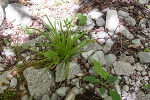 0236-Vingerzegge---Carex-digitata-open-woods-glades