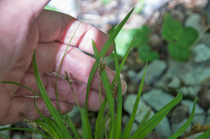 0237-Vingerzegge---Carex-digitata-open-woods-glades