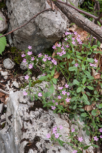 0241-Muurzeepkruid---Saponaria-ocymoides-stony-slopes-screes