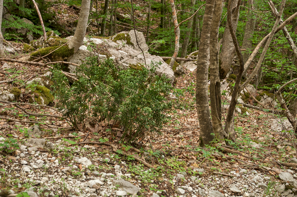 0243-Stekelige-muizendoorn---Ruscus-aculeatus-mediterranean-and-s