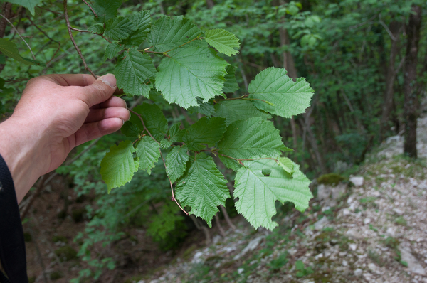 0244-Hazelaar---Corylus-avellana-woods