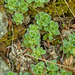 saxifraga