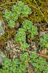 saxifraga