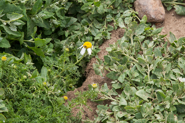 132-reukeloze-kamille