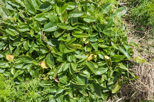 136-veldzuringker-22