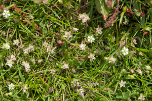 onbekende-plant