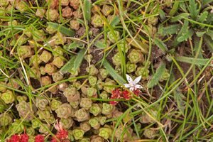 61-english-stonecrop