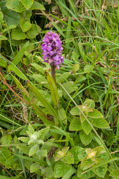 78-orchidee-2-rietorchis