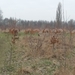Everzwijnen (namaak)