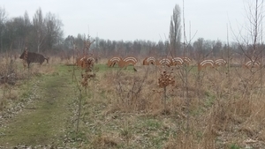Everzwijnen (namaak)