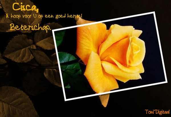 voor Princess