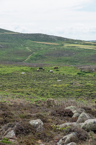 2-landschap-st-davids-36