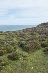 2-landschap-st-davids-39