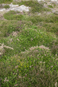 5-overzicht-vegetatie-gaspeldoorn-tormentil-rode-dophei-