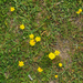 6-kleine-leuuwentand-