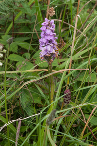 14-orchis