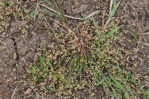 15-dwergbloem 3
