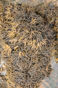 16-kelp-6