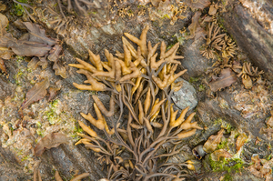 16-kelp-8