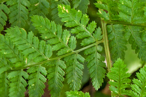 15-Dryopteris-aemula-2