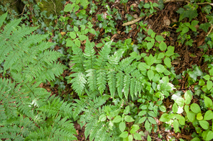 15-Dryopteris-aemula-3