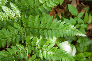 15-Dryopteris-aemula