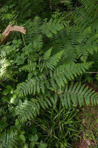 16-overzicht-bosbodem-4