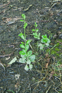 32-plant-onbekend