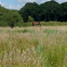 39-graslanden-naast-de-Cleddau-Ddu-bij-de-Blackpool-Mill-3