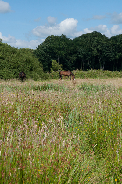 39-graslanden-naast-de-Cleddau-Ddu-bij-de-Blackpool-Mill-3