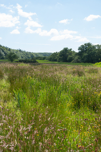 39-graslanden-naast-de-Cleddau-Ddu-bij-de-Blackpool-Mill