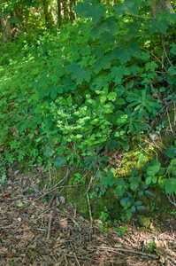 43-amandelwolfsmelk