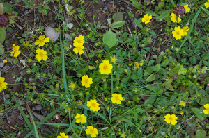 46-potentilla-x-mixta