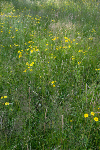 47-waterkruiskruid-en-kamgras