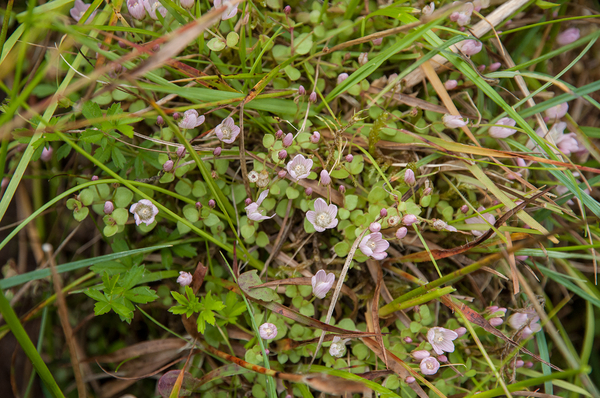 18-teer-guichelheil-5