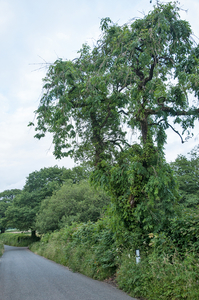 20-weg