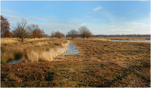 bargerveen (10)
