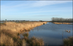 bargerveen