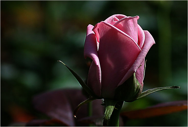 diaserie bloemen 1 (218)