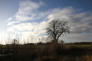 de poort van drenthe in coevorden (34)