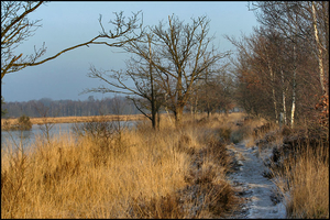 dwingelderveld1-vi