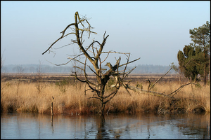 dwingelderveld2-vi