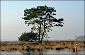 dwingelderveld3-vi