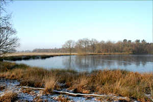 dwingelderveld10-vi