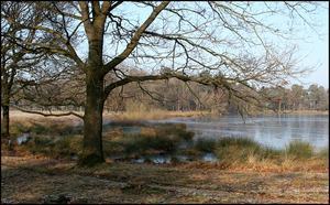 dwingelderveld11-vi