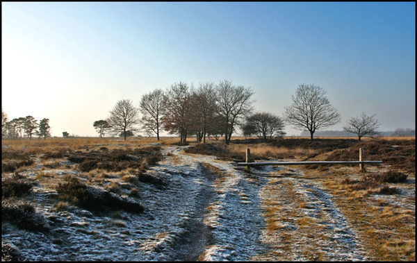 dwingelderveld14-vi