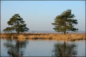 dwingelderveld15-vi