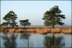 dwingelderveld16-vi